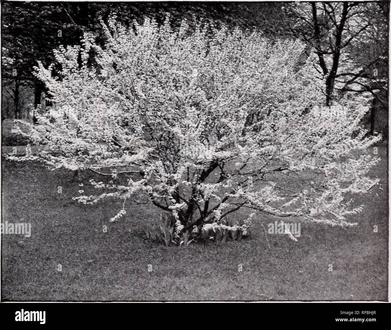 . Catalog of fruit trees vines, ornamentals, etc.. Nurseries
