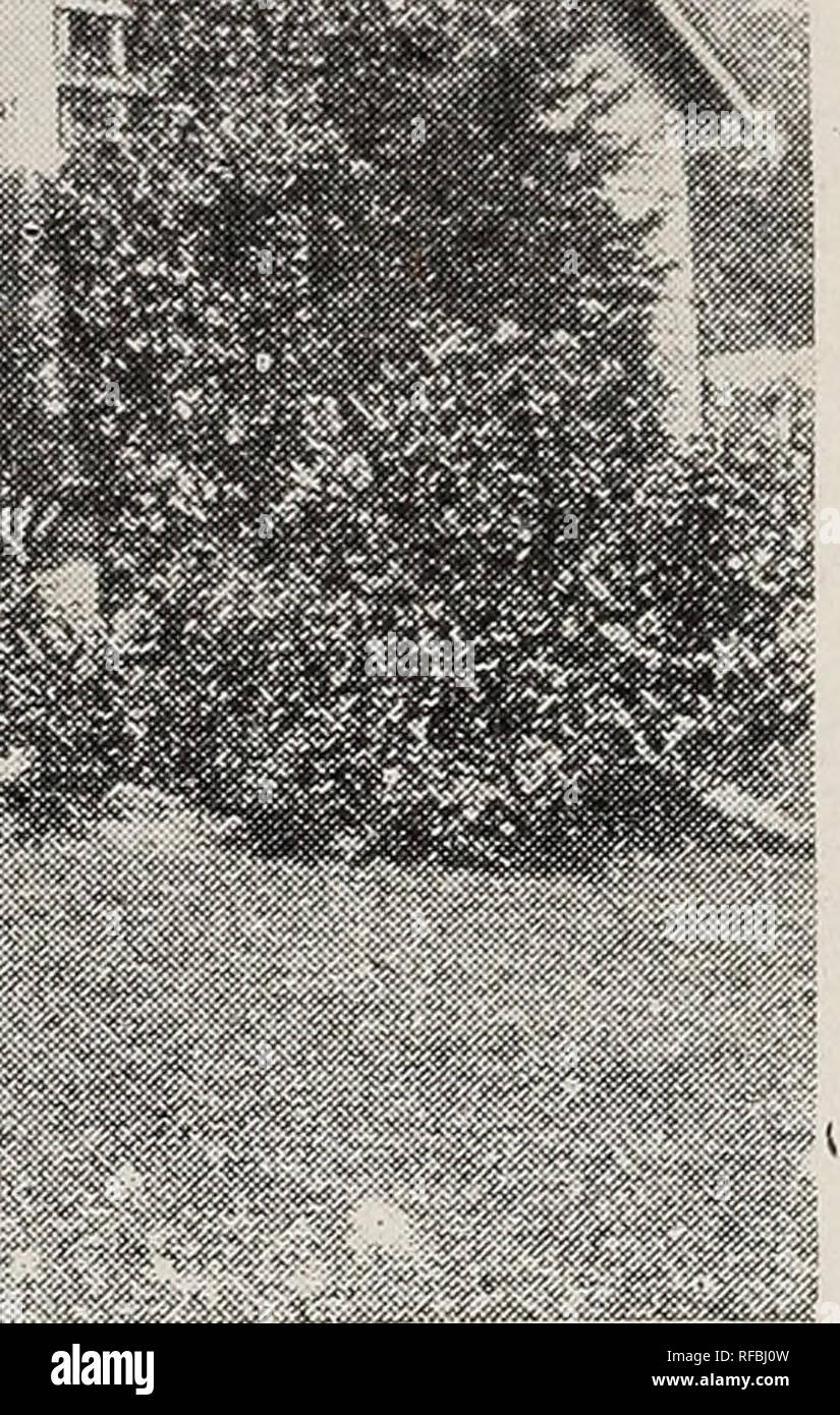 . Catalog of peonies and other home beautifiers. Nurseries (Horticulture) Catalogs;Plants, Ornamental Catalogs;Flowers Catalogs;Peonies Catalogs;. LEAMON G. TINGLE, PITTSVILLE, MD.. Hovey's Golden Arborvitae. Low, globular form, with foliage or a golden tinge; not so dwarf in habit as the Globosa. 12 to 15 in. $1.75. Rosenthali Arborvitae. Dark green, dense foliage; the growths terminate with a little whitish ball: compact grower. Very choice. 12 to 18 in. ?2.00. Arborvitae Standishi (Japaiiese Arborvitae), A rare and valuable species, with massive, peadulous habit; foliage fleshy and large; b Stock Photo