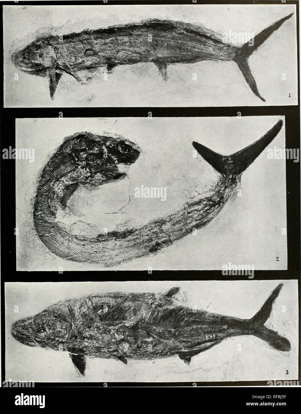 . Catalog of fossil fishes in the Carnegie Museum. Fishes, Fossil. Memoirs Carnegie Museum, Vol. VI, Plate LXXI,. Fk;. 1. Hi/]&gt;s()corniuy niacrodiin ( W.uin'ku ). Fid. 2. Hypsocormus macrixhtii (Waiim-.k). Lower Lohk ok Cai'du,. Fi(i. 'A. Hypsocormuf: inKkpiis V(!NKi;. C M. Cat. Vn&gt; ,s. FisllKs, X. xw. 7l).') MM. M. Cat. Fos V FisiiKs. No. .')lllll. •III.') MM. •lioM ( 't K 1 Cat. Fo.s.s. Kl.sllK.s, No. .&quot;) i'.tS. .') id MM.. Please note that these images are extracted from scanned page images that may have been digitally enhanced for readability - coloration and appearance of t Stock Photo