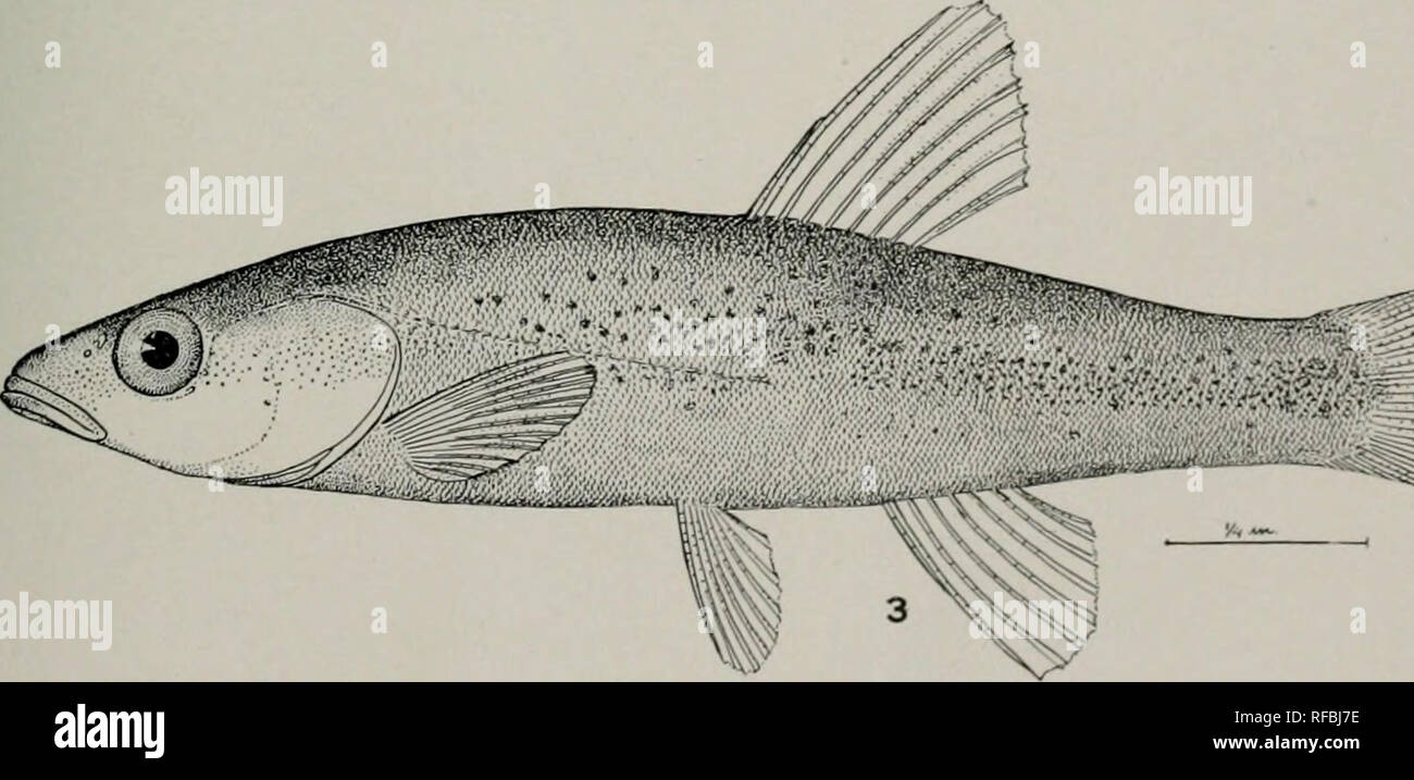 . A catalog of the fishes known from the waters of Korea. Fishes. Fig. 1. Parapelecus eigenmanni Jordan &amp; Metz. (Type.) 5.5 in. C. M. Cat. No. 4565. Fig. 2. Psendaspiux bcrgi Jordan &amp; Metz. (Type.) 4 in. &lt;'. M. Cat. No. 4563. Fig. 3. Pseudaspius modestus Jordan &amp; Mms. (.Type.) 2 in. C. M. Cat. No. 4560.. Please note that these images are extracted from scanned page images that may have been digitally enhanced for readability - coloration and appearance of these illustrations may not perfectly resemble the original work.. Jordan, David Starr, 1851-1931; Metz, Charles William, 188 Stock Photo