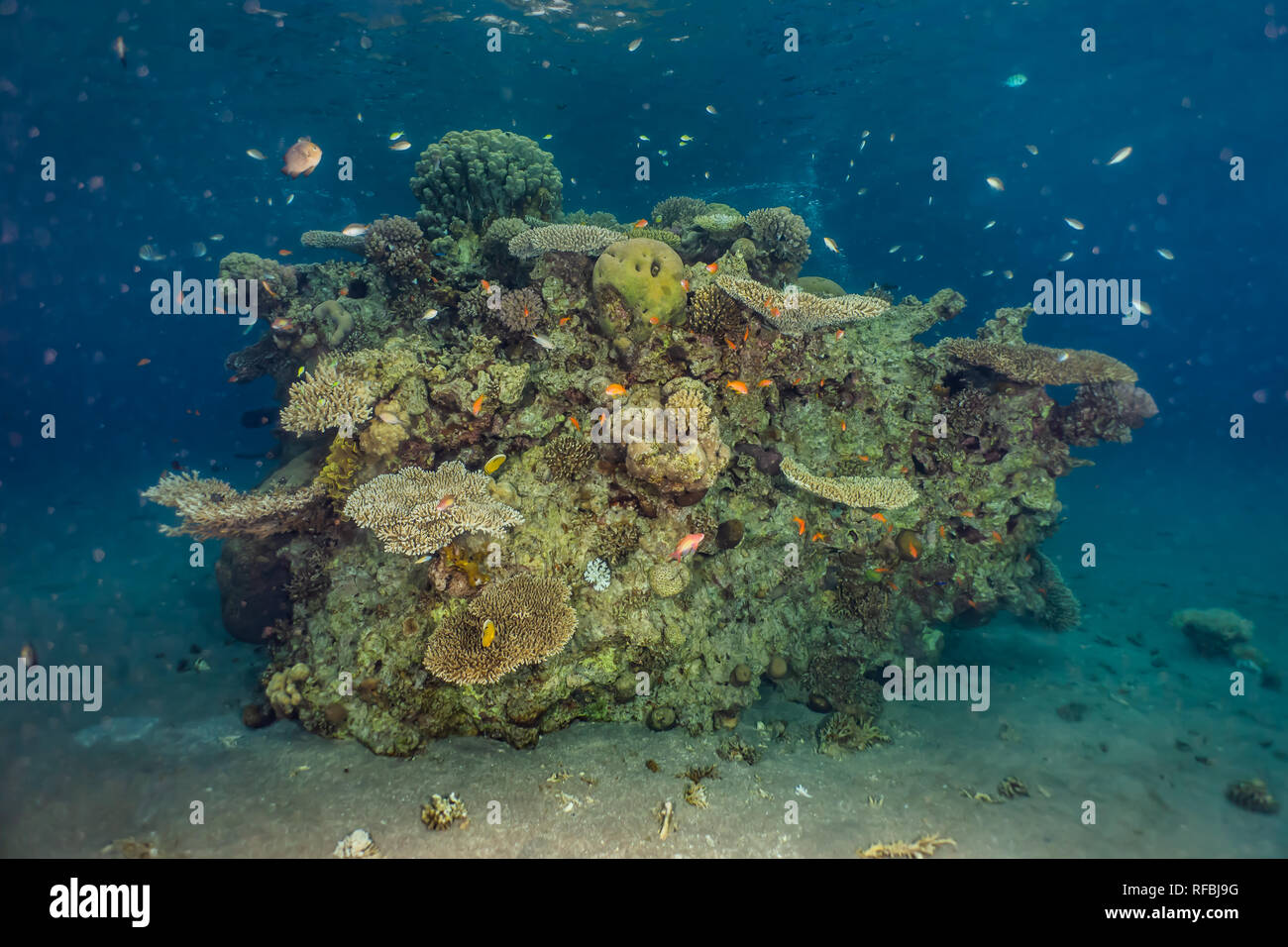 Coral reefs and water plants in the Red Sea, Eilat Israel Stock Photo Alamy