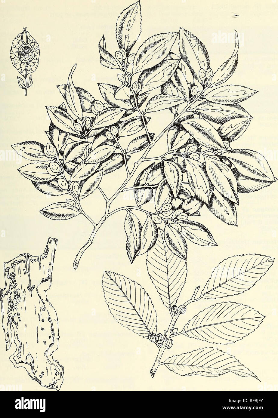 . A catalog of cultivated woody plants of the southeastern United States. National Arboretum (U. S. ); Plants, Cultivated; Woody plants; Trees; Shrubs; Ornamental woody plants; Plants, Cultivated; Woody plants; Trees; Shrubs; Ornamental woody plants. ULMUS parvifolia Jacq. [illustrator Susan M. Johnston] 209. Please note that these images are extracted from scanned page images that may have been digitally enhanced for readability - coloration and appearance of these illustrations may not perfectly resemble the original work.. Meyer, Frederick G. (Frederick Gustav), 1917-2006; Mazzeo, Peter M;  Stock Photo