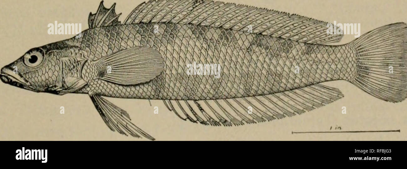 . A catalog of the fishes known from the waters of Korea. Fishes. Fig. 34. Goniistius zonatus (Cuv. &amp; Val.). (After Jordan &amp; Hcrre, Proc. U. S. N. M., Vol. XXXIII, p. 164.) Family SILLAGINID^. 144. Sillago sihama Forskal. &quot;Kisu.&quot; Chinnampo, Fusan (No. 4163a, 4321a); common. Specimens of this species show great variation in the depth of the body, attenuation of the head and snout, and height of the spinous dorsal. All seem to belong to one species, however, and to be identical with others from Japan, Swatow, Hong Kong, Formosa, and the Philippines. Family PTEROPSARID^. 145. Ne Stock Photo