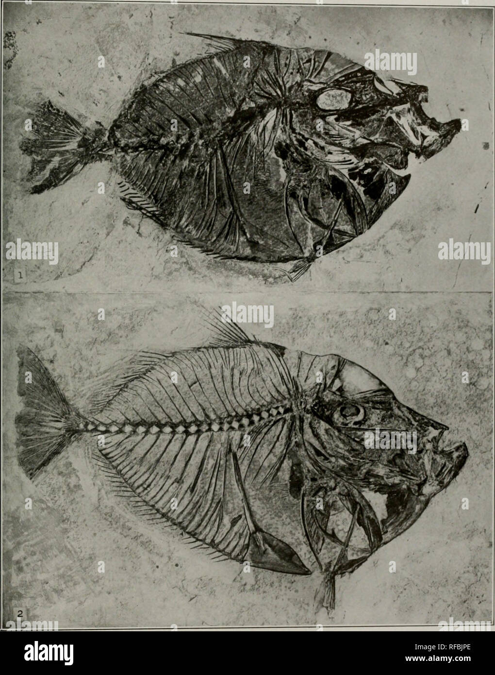 . Catalog of fossil fishes in the Carnegie Museum. Fishes, Fossil. Memoirs Carnegie Museum, Vol. IV. Plate XCIII. 1-2. Vomeropm longispinus A.gasbiz. Figures slightly reduced. i.. Please note that these images are extracted from scanned page images that may have been digitally enhanced for readability - coloration and appearance of these illustrations may not perfectly resemble the original work.. Eastman, Charles R. (Charles Rochester), 1868-1918; Carnegie Museum. Pittsburgh : Published by the authority of the Board of Trustees of the Carnegie Institute Stock Photo
