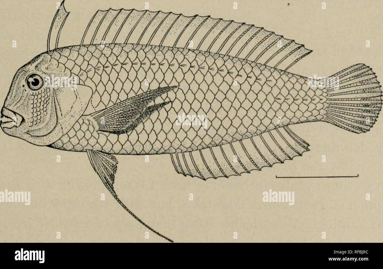 . A catalog of the fishes of the island of Formosa, or Taiwan : based on the collections of Dr. Hans Sauter. Fishes. Fig. 21. Choirodon nyrtemblema J. &amp; E. (After Jordau &amp; Evermann, Proc. U. S. N. M., Vol. 25, p. 353.) 223. Duymseria flagellifera (Cuvier &amp; Valenciennes). Keerun (Jordan &amp; Evermann). 224. Anampses cseruleopunctatus (Ruppell). Formosa (Jordan &amp; Evermann). 225. Halichceres dussumieri (Cuvier &amp; Valenciennes) = Halichceres nigrescens Bleeker. One specimen, Takao, three and one-half inches long. 226. Hemipteronotus verrens Jordan &amp; Evermann. Keerun (Jordan Stock Photo