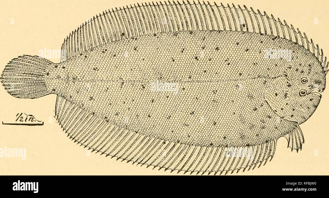 . A catalog of the fishes of Formosa. Fishes. 202 MEMOIRS OK THE CARNEGIE MUSEUM 278. Paraplagusia bilineata (Bloch). Keerun (Jordan &amp; Evermann).. Fig. 24. Liachirus niiidus Giinther. (After Jordan &amp; Evermanu, Proc. U. S. N. M., Vol. 25, p. 366.) 279. Cynoglossus diplasios Jordan &amp; Evermann. Formosa (Jordan &amp; Evermann).. Please note that these images are extracted from scanned page images that may have been digitally enhanced for readability - coloration and appearance of these illustrations may not perfectly resemble the original work.. Jordan, David Starr, 1881-1931; Richards Stock Photo