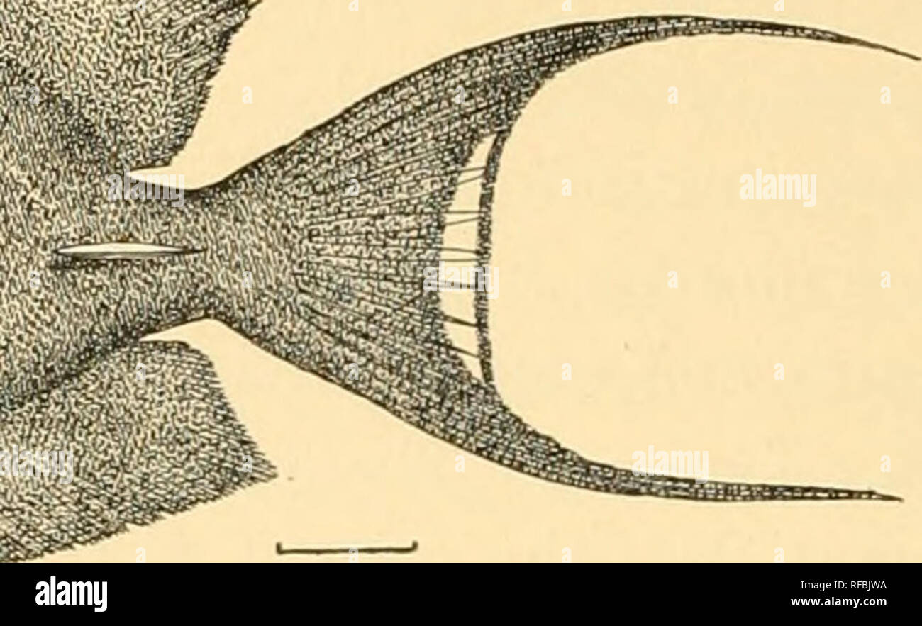 . A catalog of the fishes of Formosa. Fishes. Fia. 23. Eepalns olivaceus (Bl. &amp; Schneid.). (After Jordan &amp; Evermann, Proc. U. S. N. M., Vol. 25, p. 35R.) Family SIGANIDiE. 246. Siganus virgatus (Cuvier &amp; Valenciennes). (Native name Trail toh.) Two specimens from Takao, three inches long. 247. Siganus vermiculatus (Kuril &amp; Van Hasselt). Suwata (Jordan &amp; Evermann). 248. Siganus fuscescens (Houttuyn). Three specimens, three to eight inches long, from Takao. Keerun (Jordan &amp; Evermann). 249. Siganus guttatus (Bloch). (Native name Niu e.) One example, eight inches long, from  Stock Photo