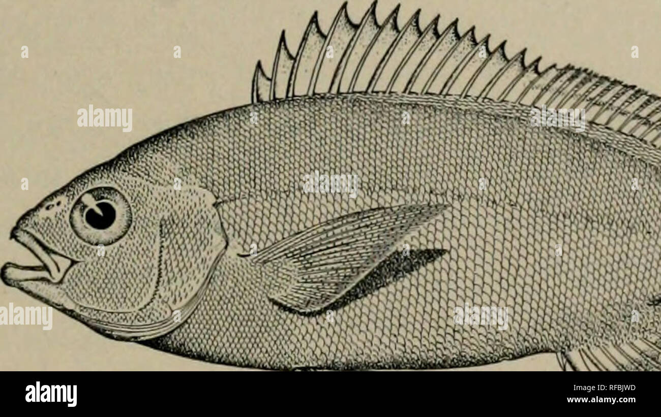 A Catalog Of The Fishes Of The Island Of Formosa Or Taiwan Based On The Collections Of Dr Hans Sauter Fishes Jordan And Richardson I Fishes Oh The Island Ok