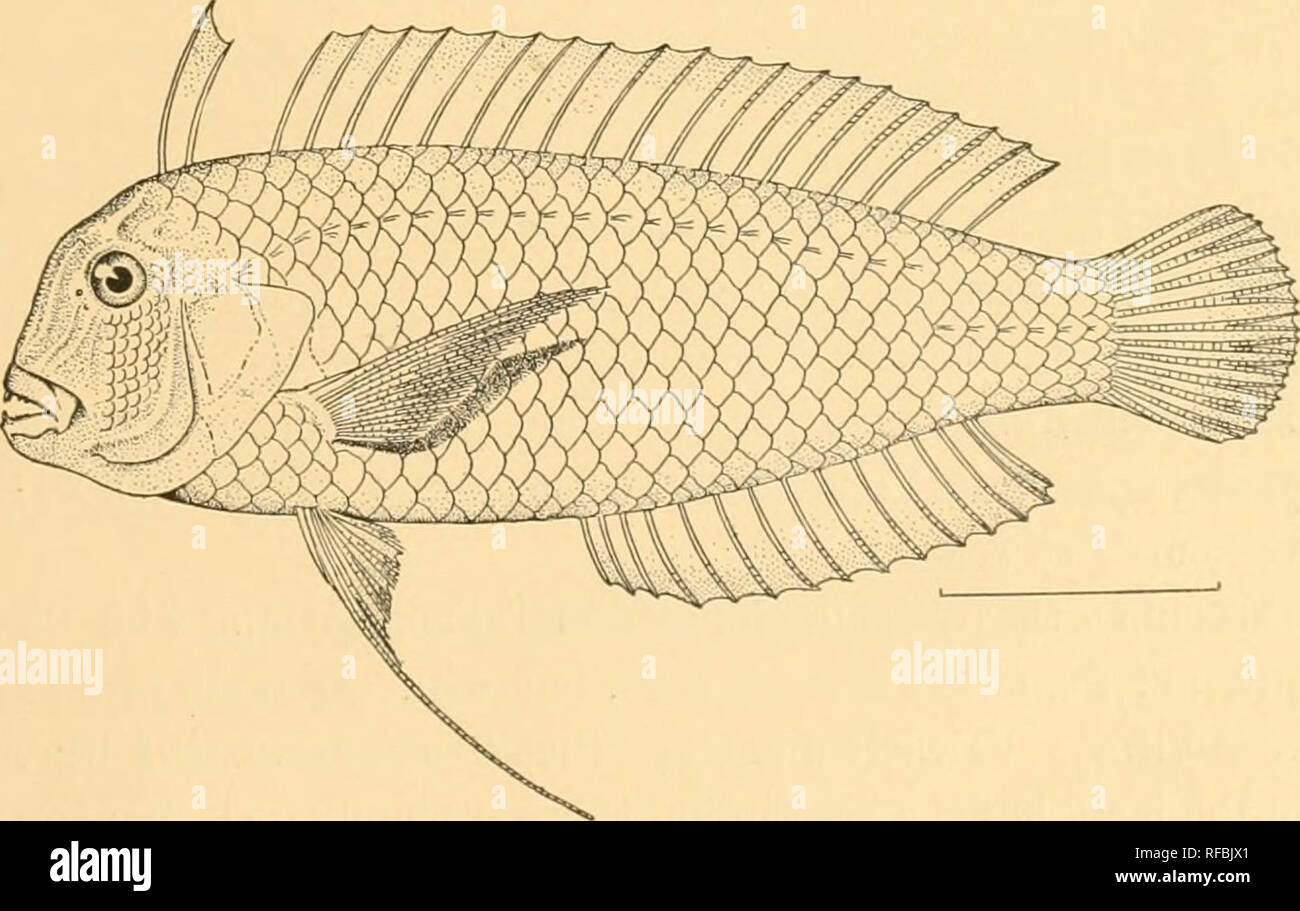. A catalog of the fishes of Formosa. Fishes. Fig. 21. Choirodon nyctemblema J. &amp; E. (After Jordan &amp; Evermann, Proc. U. S. N. M., Vol. 25, p. 353.) 223. Duymaeria flagellifera (Cuvier &amp; Valenciennes). Keerun (Jordan &amp; Evermann). 224. Anampses cseruleopunctatus (Ruppell). Formosa (Jordan &amp; Evermann). 225. Halichceres dussumieri (Cuvier &amp; Valenciennes) = Halichceres nigrescens Bleeker. One specimen, Takao, three and one-half inches long. 226. Hemipteronotus verrens Jordan &amp; Evermann. Keerun (Jordan &amp; Evermann). â. Fig. 22. Hemipteronotus verrens J. &amp; E. (After Stock Photo