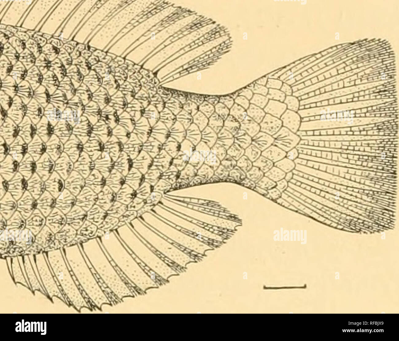 . A catalog of the fishes of Formosa. Fishes. Fig. 21. Choirodon nyctemblema J. &amp; E. (After Jordan &amp; Evermann, Proc. U. S. N. M., Vol. 25, p. 353.) 223. Duymaeria flagellifera (Cuvier &amp; Valenciennes). Keerun (Jordan &amp; Evermann). 224. Anampses cseruleopunctatus (Ruppell). Formosa (Jordan &amp; Evermann). 225. Halichceres dussumieri (Cuvier &amp; Valenciennes) = Halichceres nigrescens Bleeker. One specimen, Takao, three and one-half inches long. 226. Hemipteronotus verrens Jordan &amp; Evermann. Keerun (Jordan &amp; Evermann). â. Please note that these images are extracted from s Stock Photo