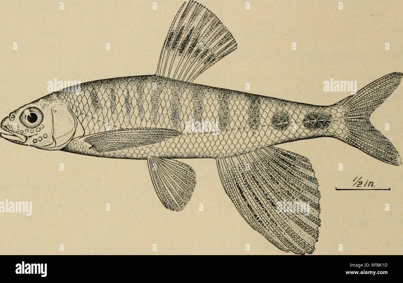 . A catalog of the fishes of the island of Formosa, or Taiwan based