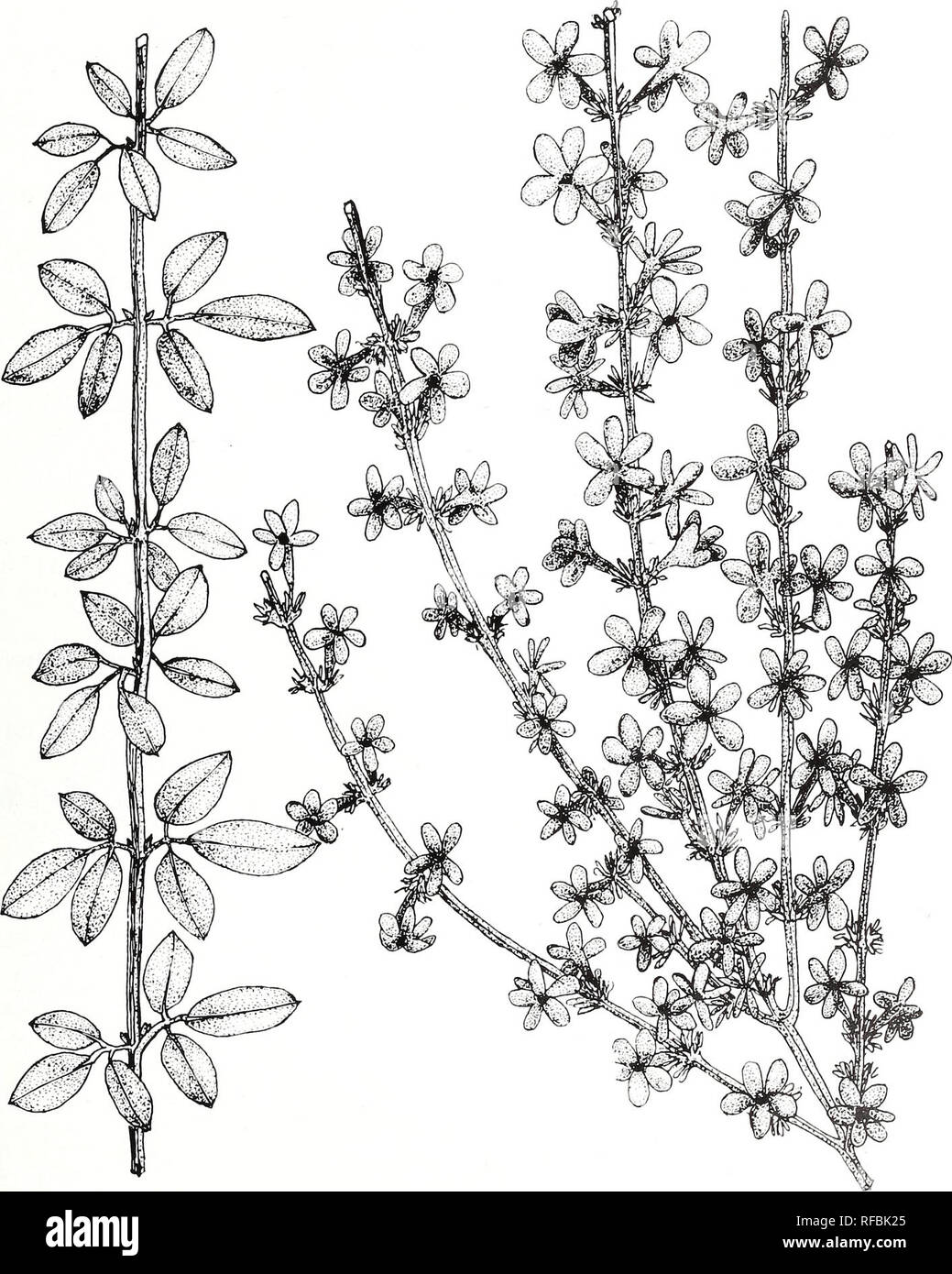 . A catalog of cultivated woody plants of the southeastern United States. Plants, Cultivated Southern States; Woody plants Southern States; Trees Southern States; Shrubs Southern States; Ornamental woody plants Southern States; Plants, Cultivated Catalogs and collections Southern States; Woody plants Catalogs and collections Southern States; Trees Catalogs and collections Southern States; Shrubs Catalogs and collections Southern States; Ornamental woody plants Catalogs and collections Southern States. JASMINUM nudiflorum Lindl. [illustrator Lillian Nicholson Meyer] 113. Please note that these  Stock Photo
