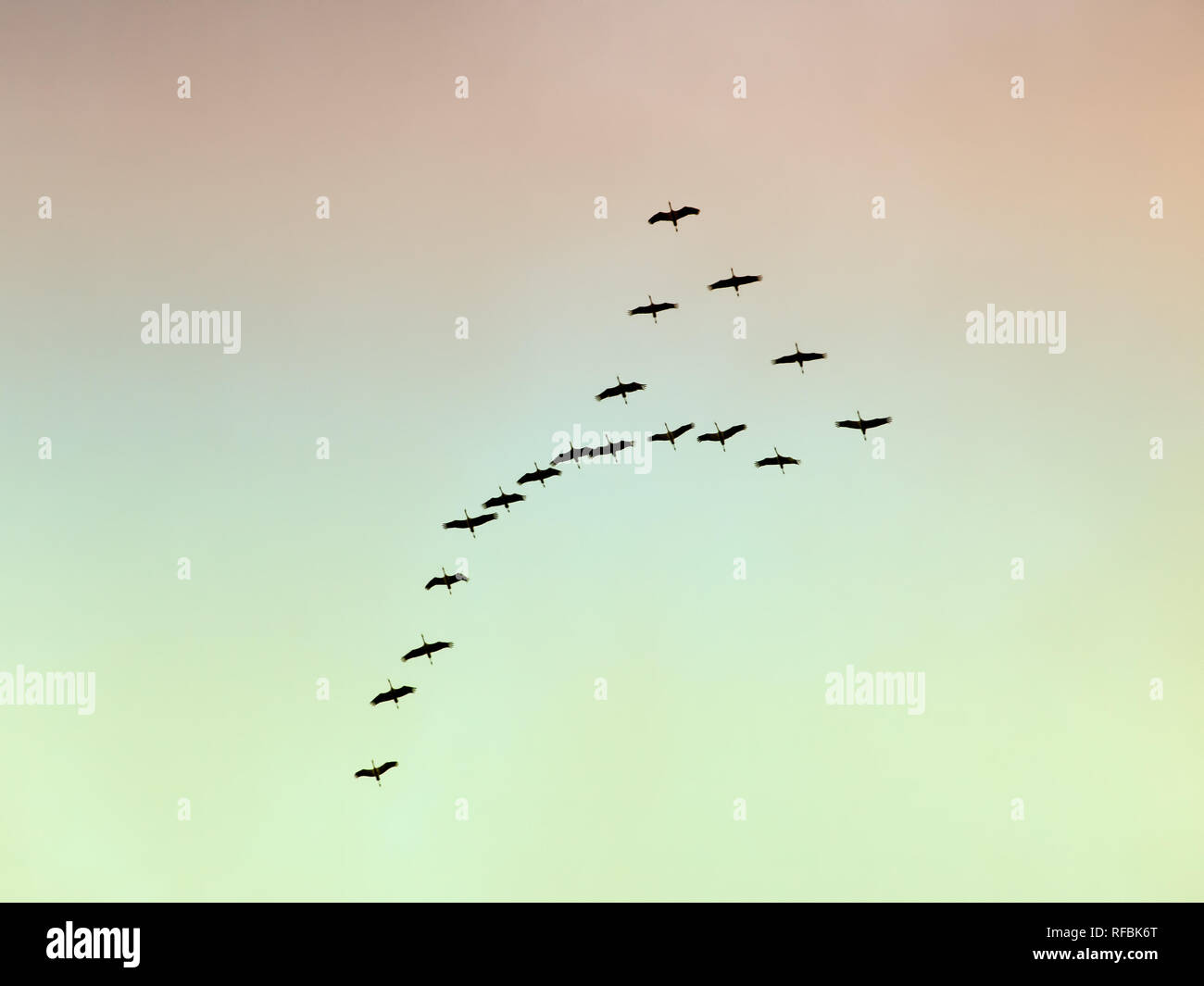 Migratory birds is flying in formation on a morning sky. Stock Photo