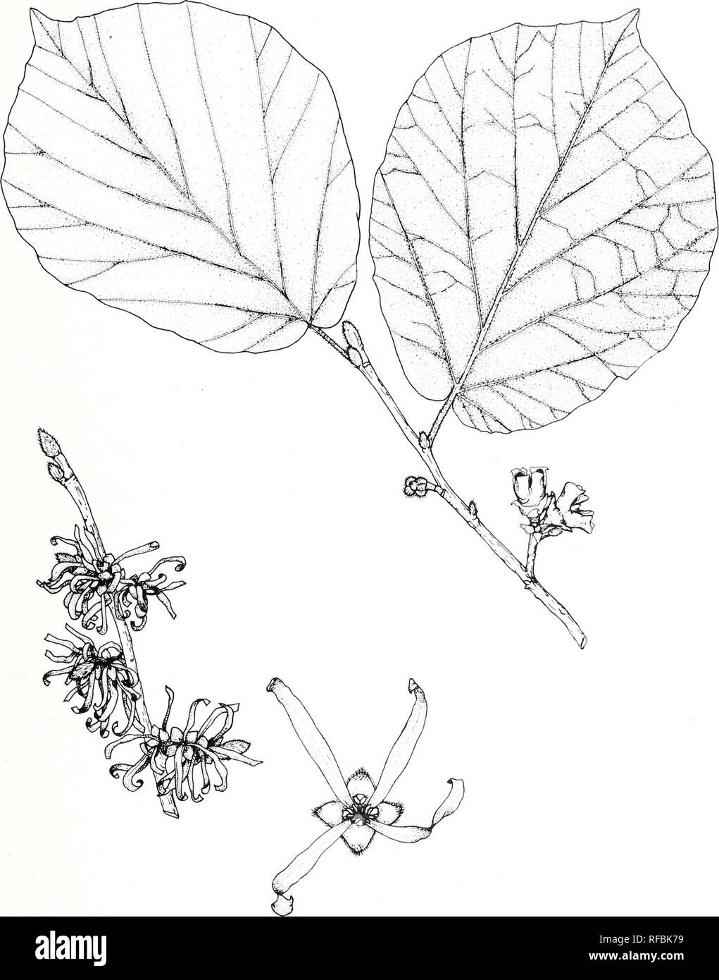 . A catalog of cultivated woody plants of the southeastern United