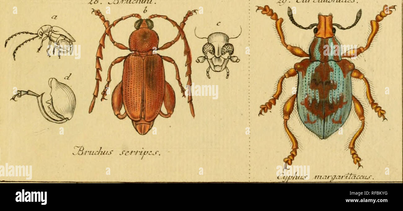 . Catalog meiner Insecten-Sammlung. Sturm, Jakob, 1771-1848; Beetles; Insects. CLftFla n.TETRAMERA. ZS. ^3rnr/, iSurc it!u^tuA.&gt;. lac.StttrmJ^c. Please note that these images are extracted from scanned page images that may have been digitally enhanced for readability - coloration and appearance of these illustrations may not perfectly resemble the original work.. Sturm, Jakob, 1771-1848; Sturm, Jakob, 1771-1848, ill; Barber, Herbert Spencer, 1882-1950, former owner. DSI. Nürnberg : Gedruckt auf Kosten des Verfassers Stock Photo