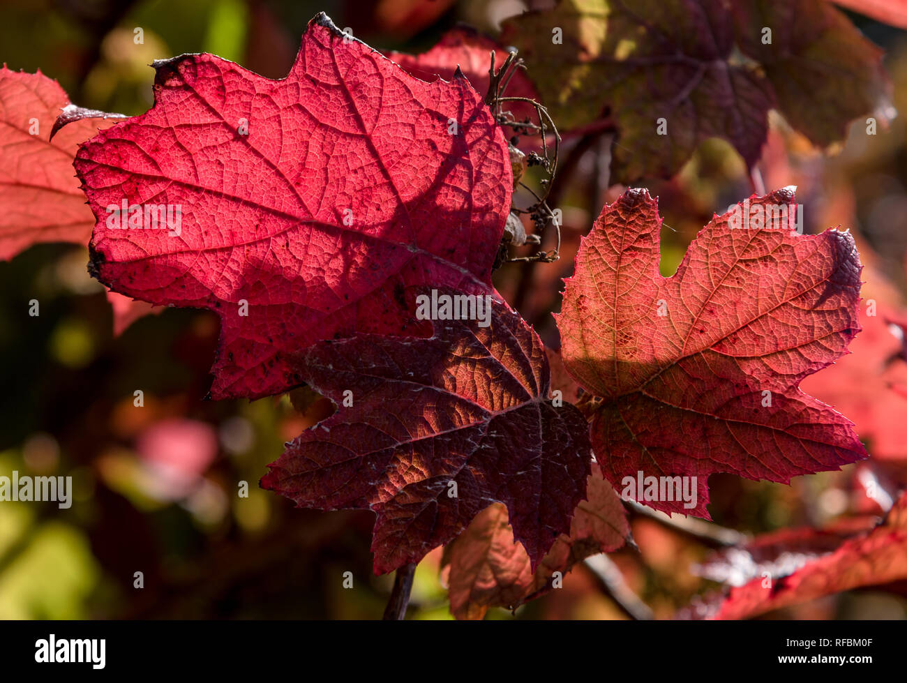 Sunshine through Autumn Foliage Stock Photo