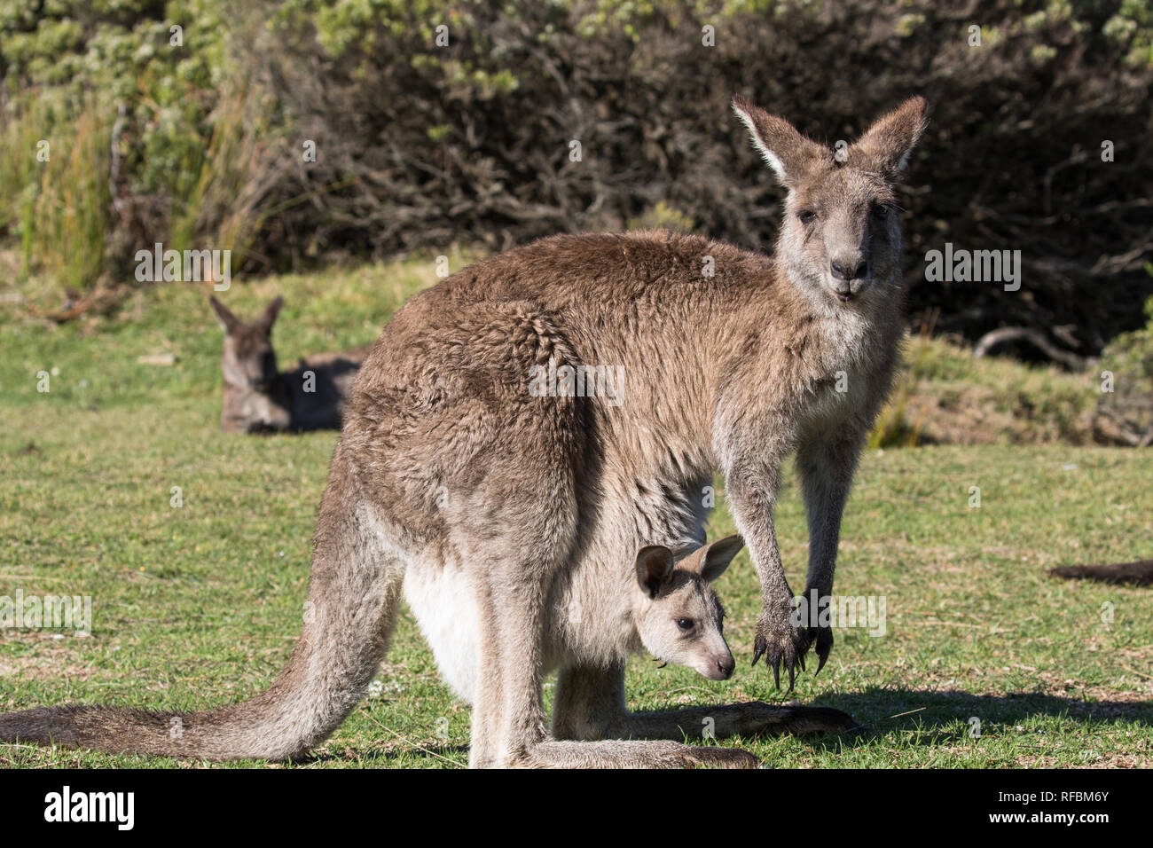 Eastern Grey Kangaroo with Joey Stock Photo