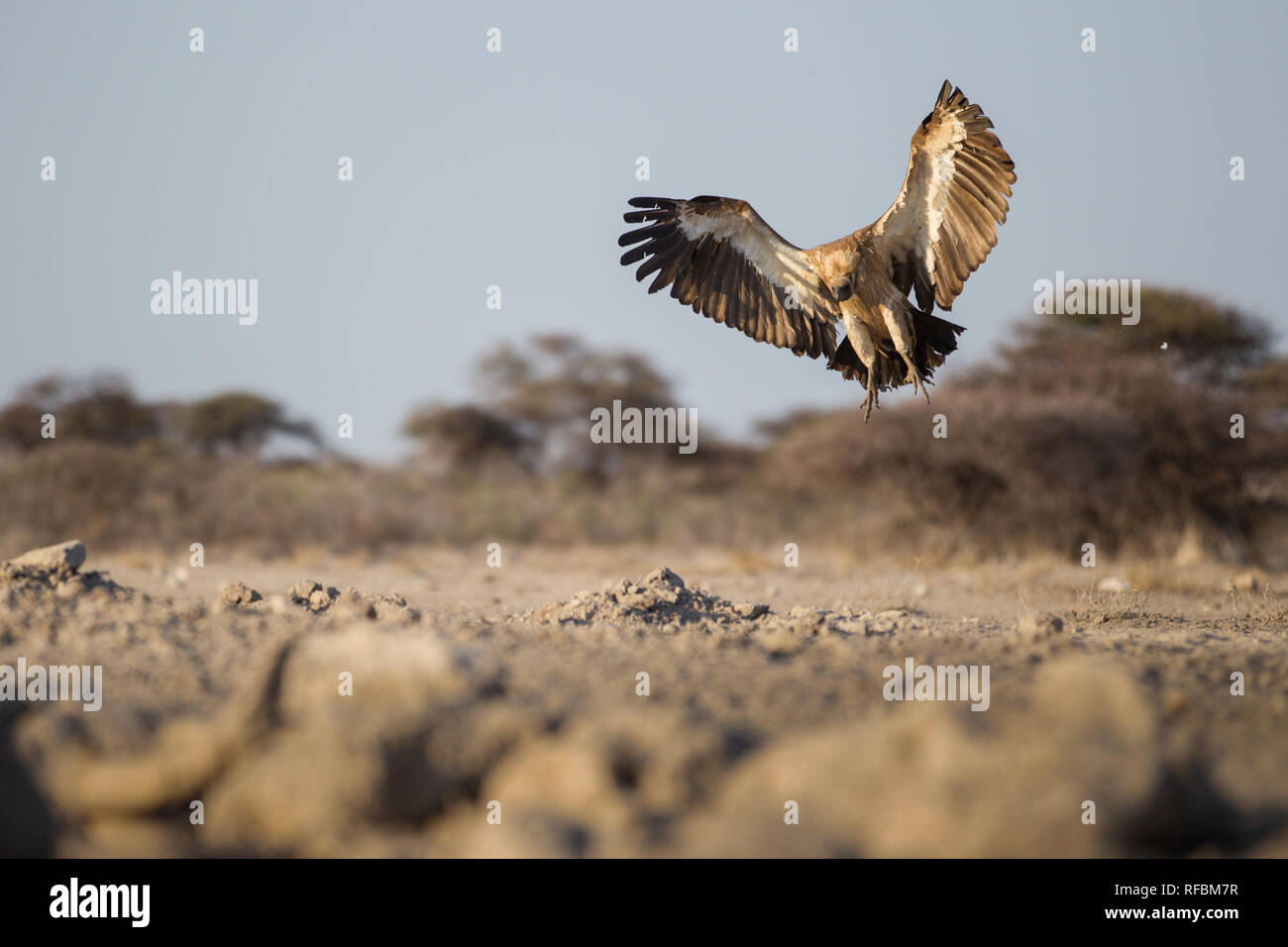 Onguma Game Reserve is a private reserve on the eastern boundary of Etosha National  Park which offers stunning arid landscapes and excellent wildlife Stock  Photo - Alamy