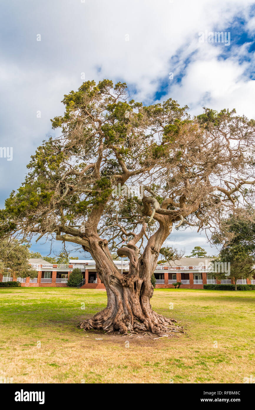 A huge old LIve Oak Tree in Park by Pavilion on St Simons Island Stock