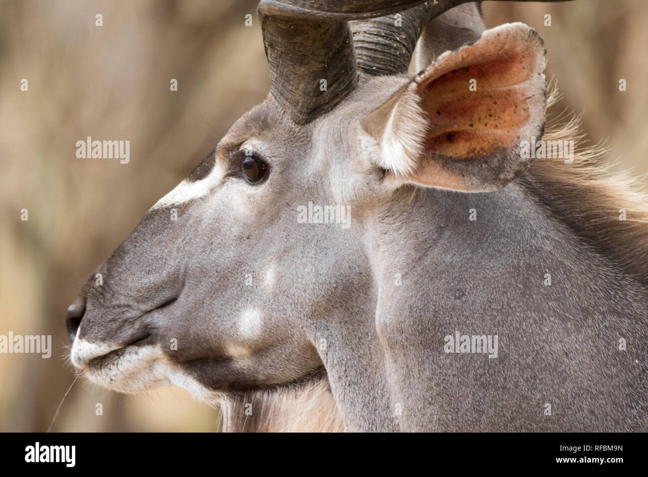 Kudu (Tragelaphus strepsiceros) Stock Photo
