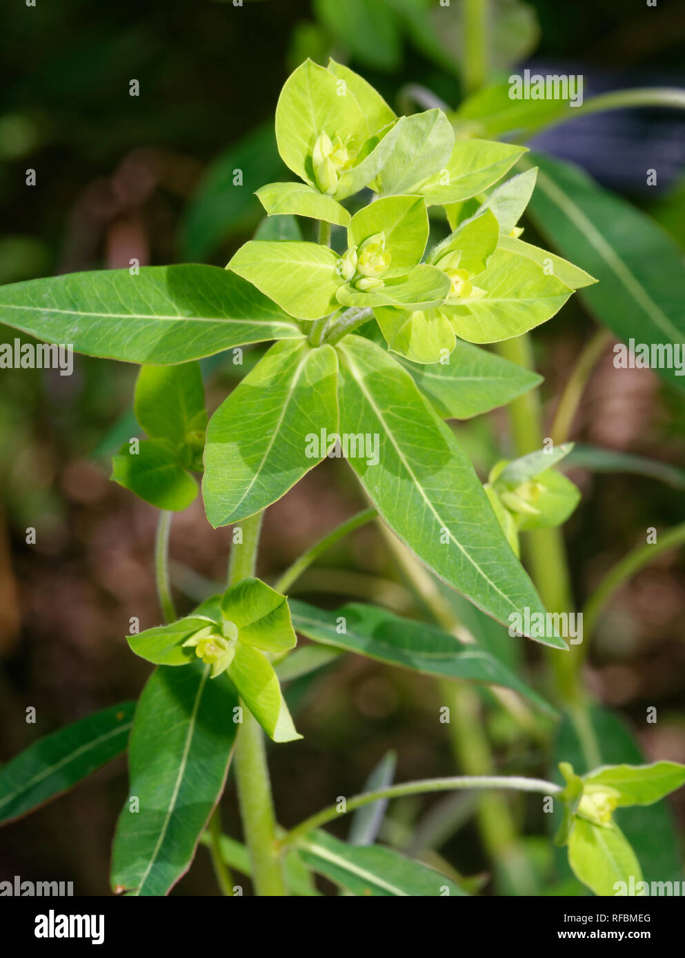 Peking Spurge - Euphorbia pekinensis  From China Stock Photo