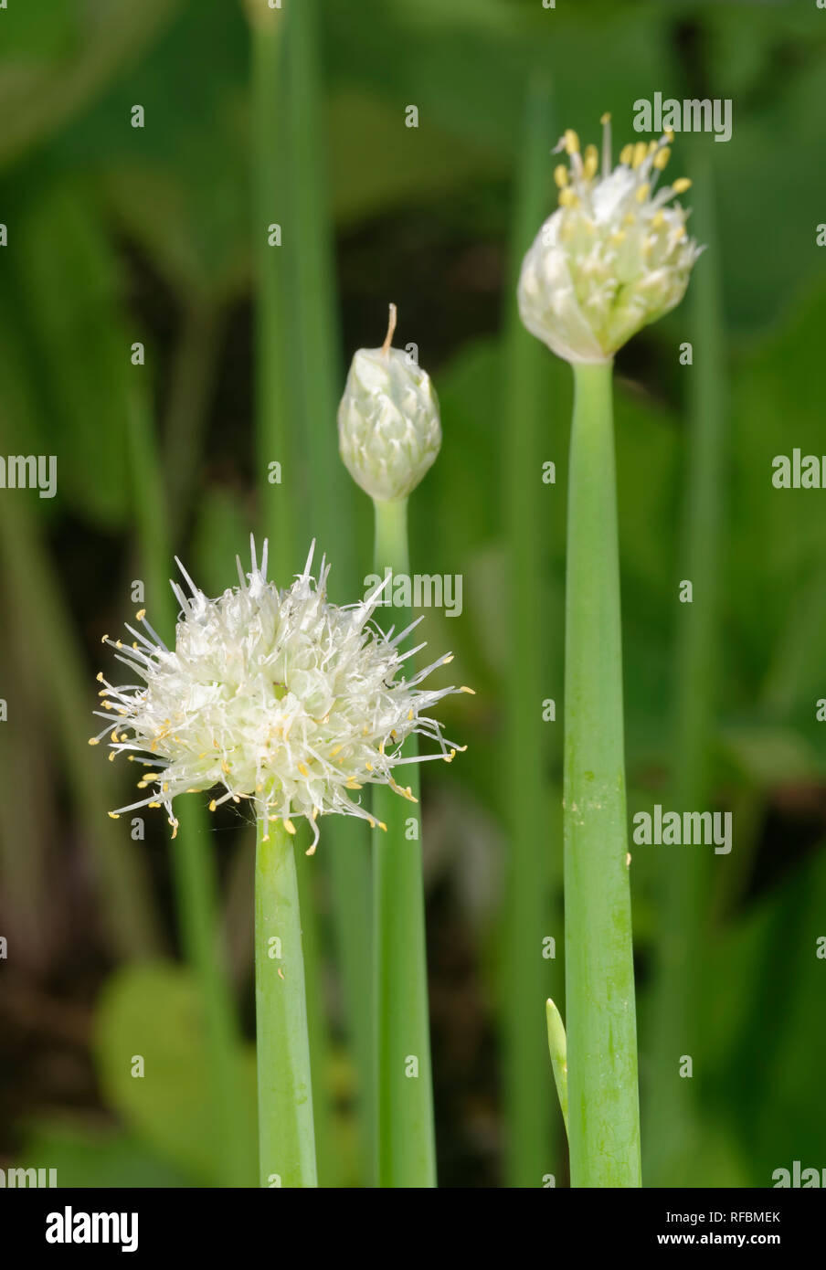 Welsh or Spring Onions - Allium fistulosum  Flower and buds Stock Photo