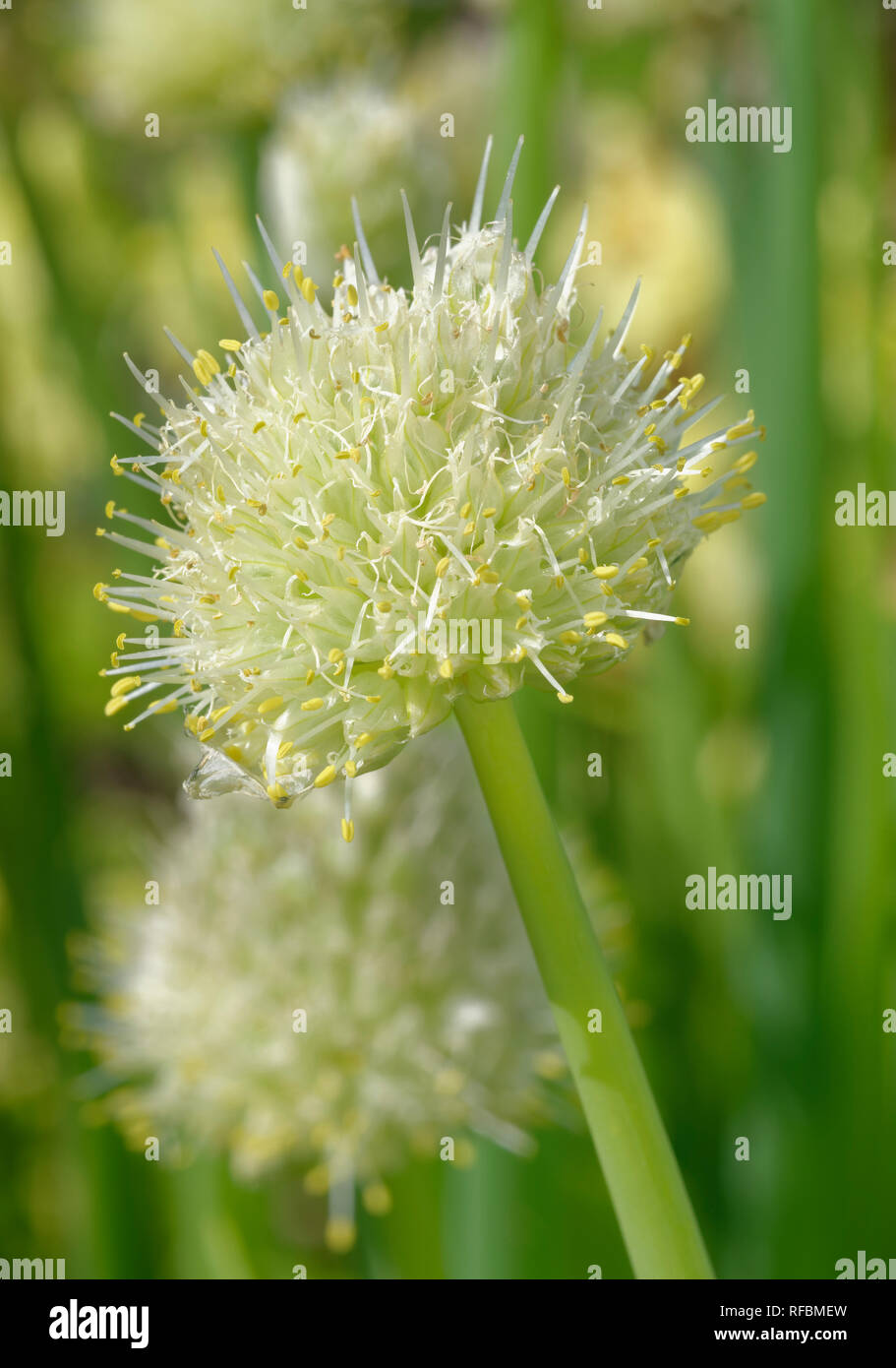 Welsh or Spring Onions - Allium fistulosum  Flower Stock Photo
