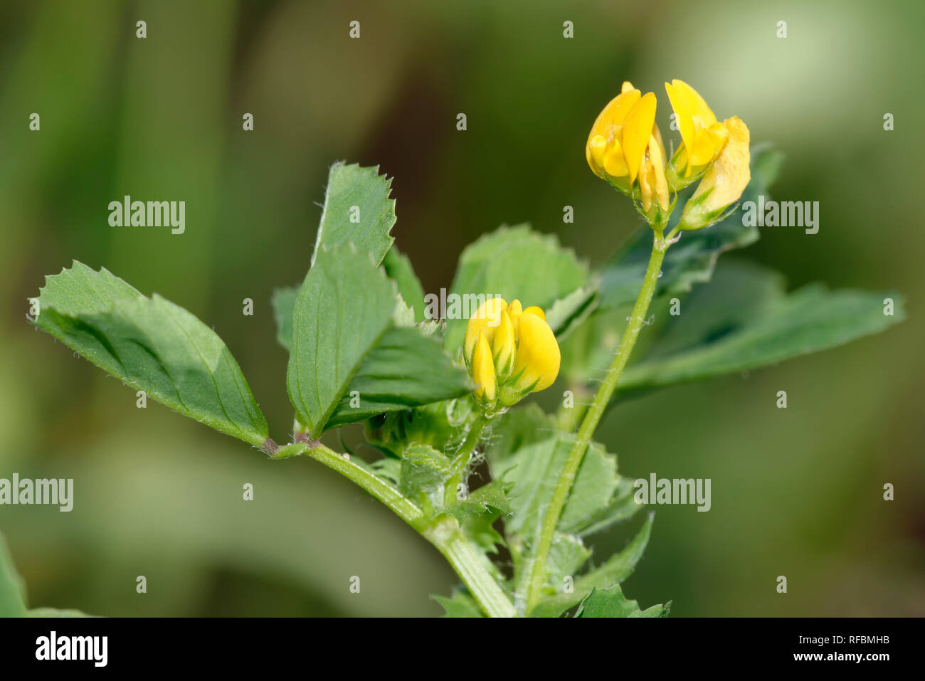 Spotted Medick - Medicago arabica Small Pea Flower Stock Photo