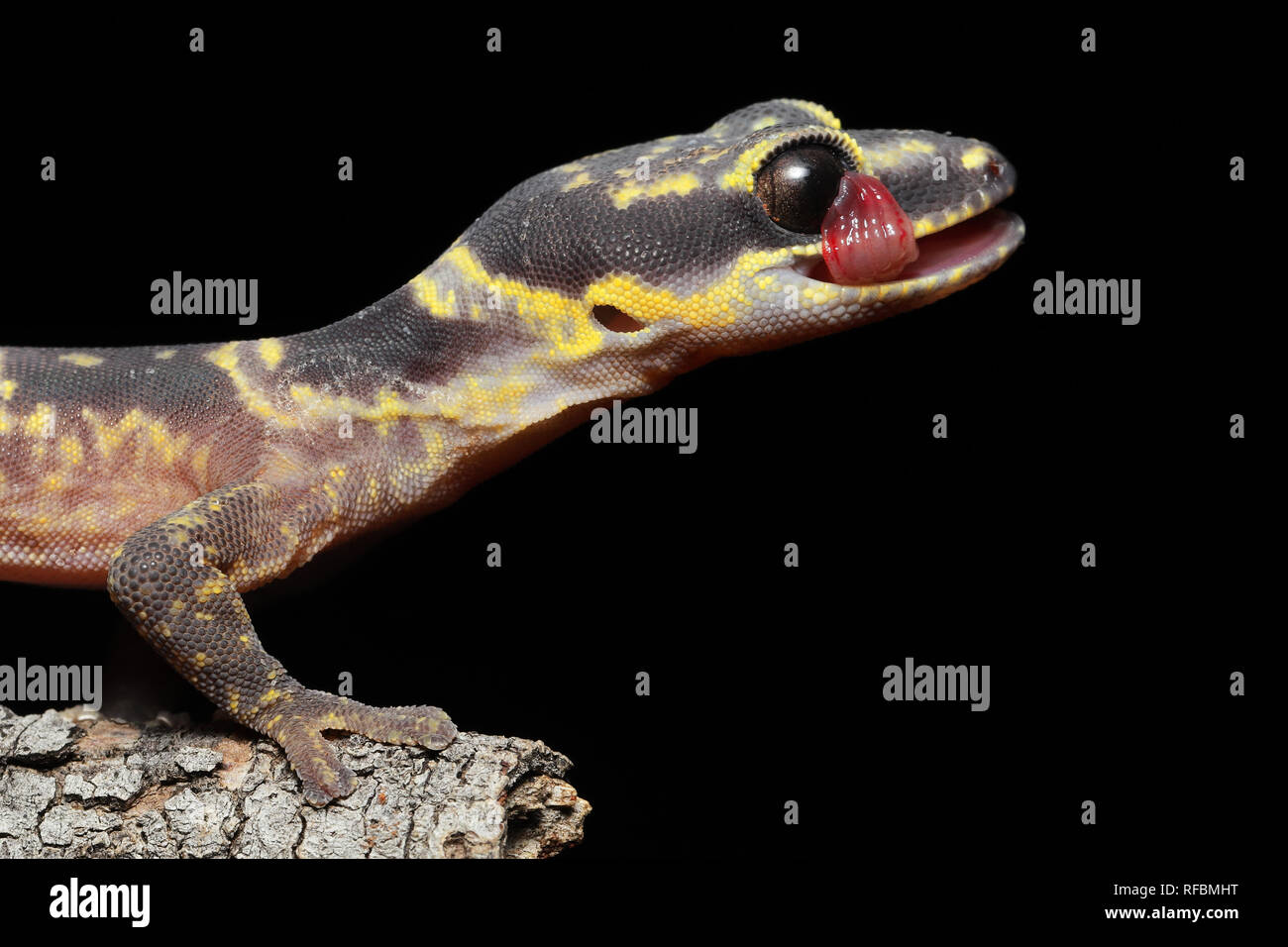 Inland Marbled Velvet Gecko Stock Photo