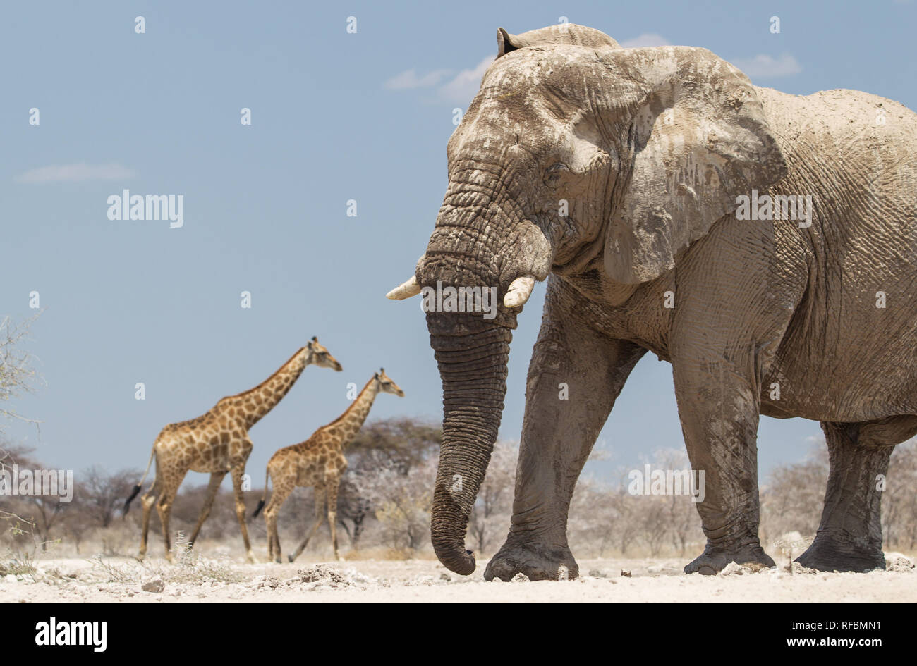 Onguma Game Reserve is a private reserve on the eastern boundary of Etosha National  Park which offers stunning arid landscapes and excellent wildlife Stock  Photo - Alamy
