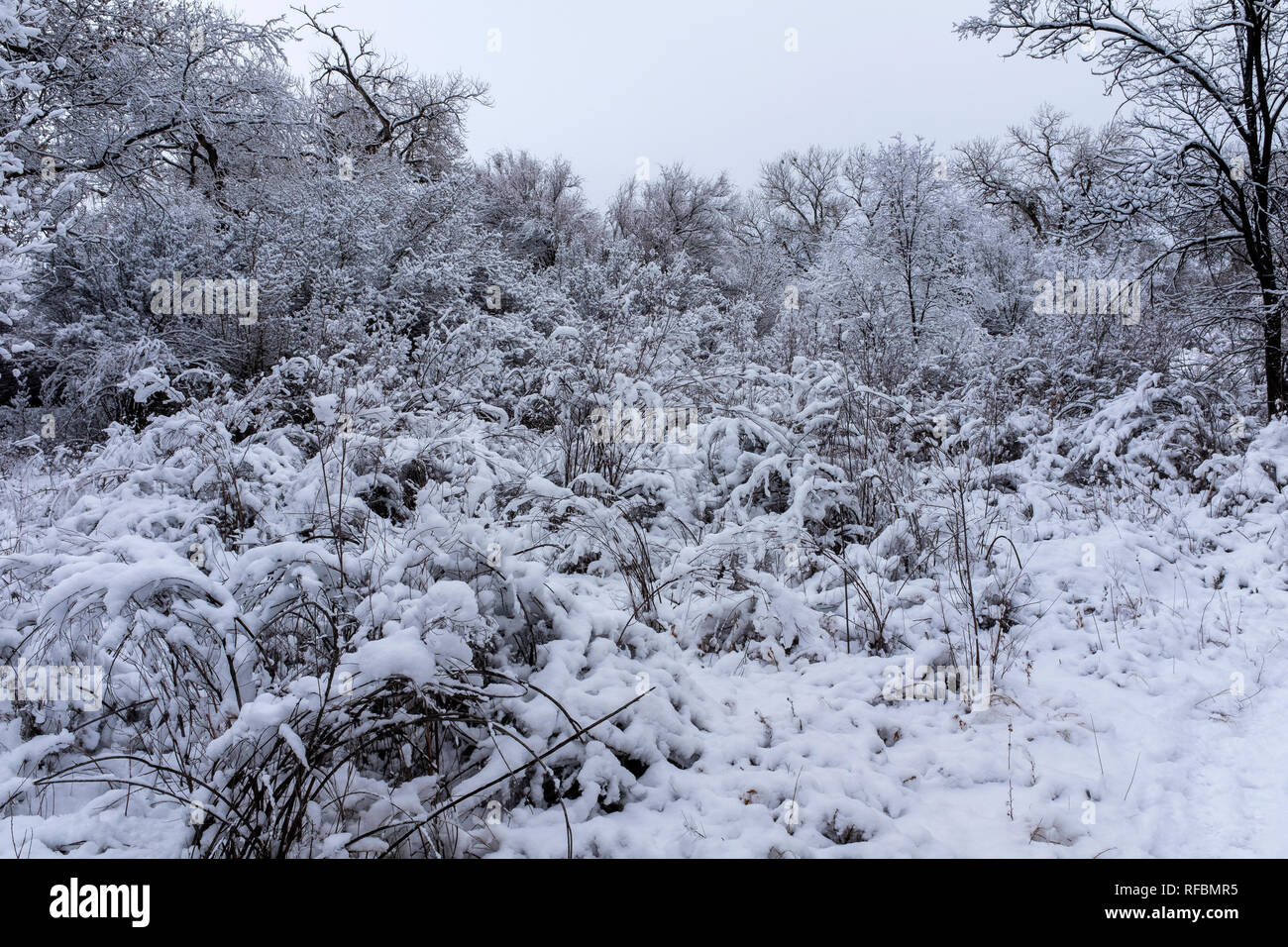 Winter on the Corrales, New Mexico bosque (river forest Stock Photo Alamy