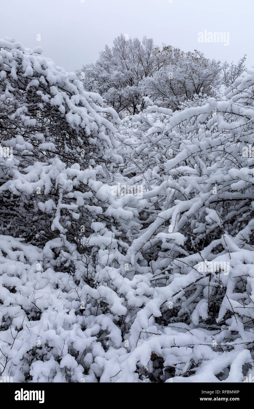 Corrales bosque hires stock photography and images Alamy