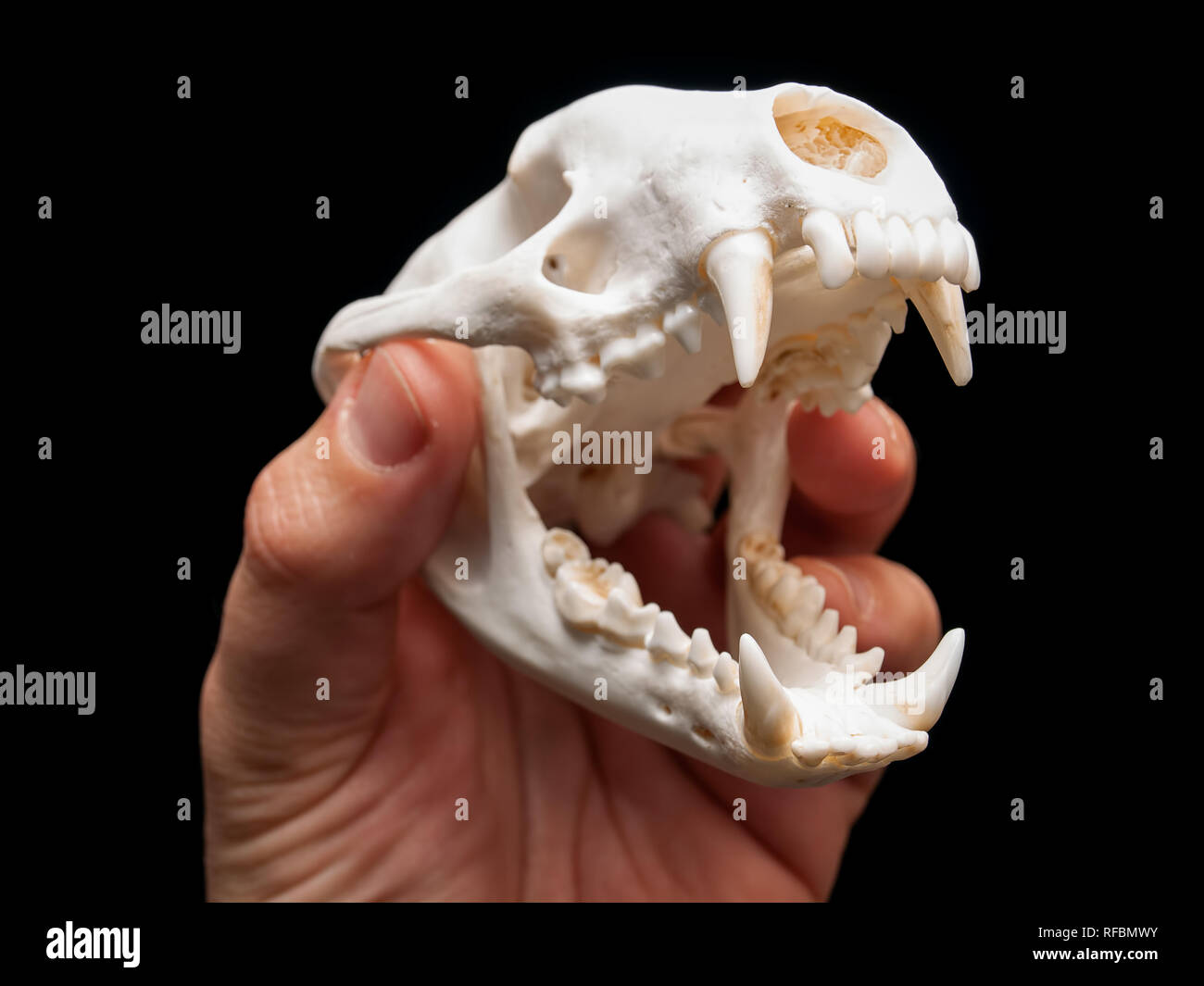 Hand is holding badger skull on a black background. Stock Photo