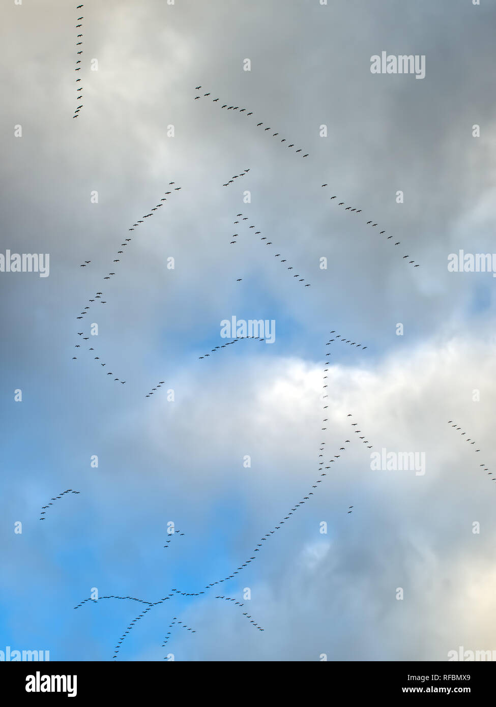 Several formations of migratory birds on a cloudy sky. Stock Photo