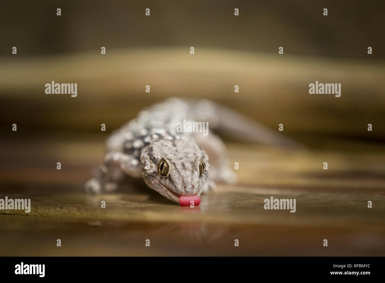 A Turner S Thick Tailed Gecko Pachydactylus Turneri Licks