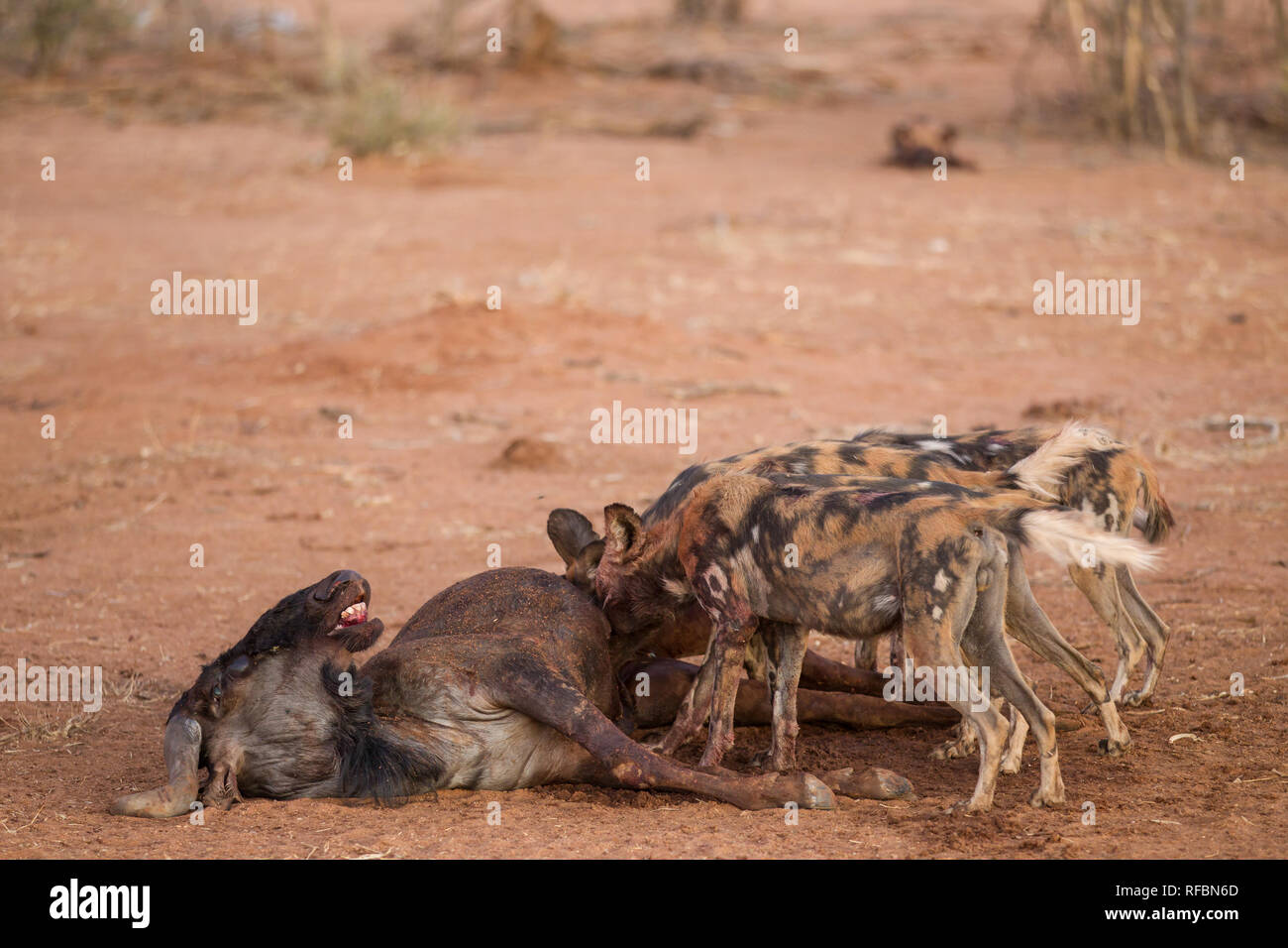 Wild dogs, like this pack in Erindi Game Reserve, Erongo, Namibia, are an endangered species now found in a highly fragmented range in Africa Stock Photo
