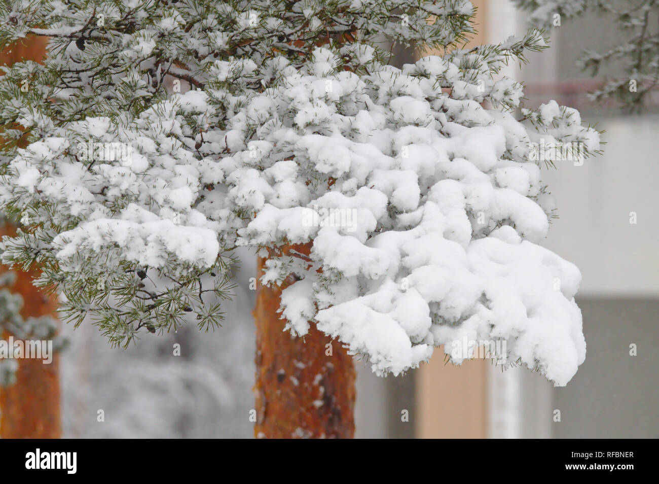 Branch of a pine tree covered with a lot of white snow Stock Photo - Alamy