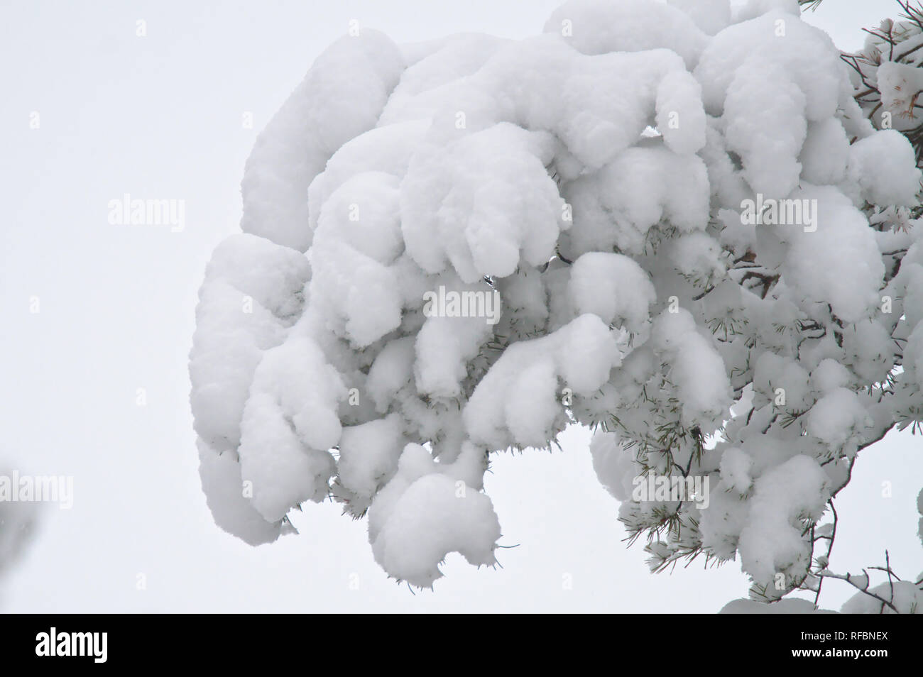 Branch of a pine tree covered with a lot of heavy snow in winter Stock ...