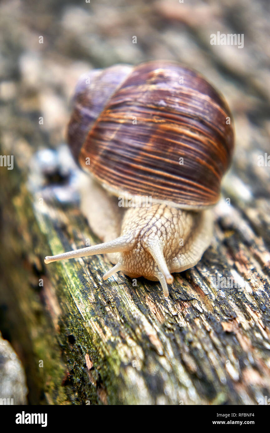 Snail with snail shell on old wood. Pulmonary gastropods mollusks, family Helicidae. Stock Photo