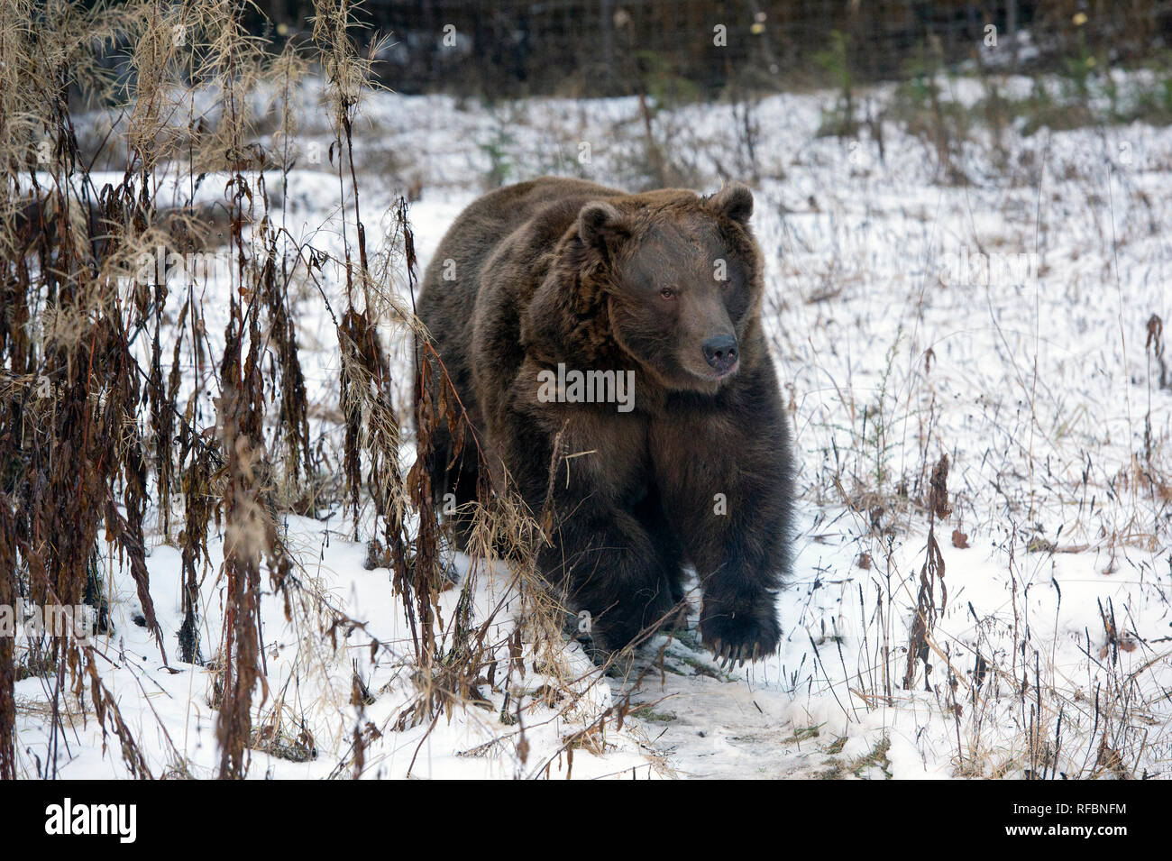 Charging captive grizzly (brown) bear near Haines Alaska Stock Photo