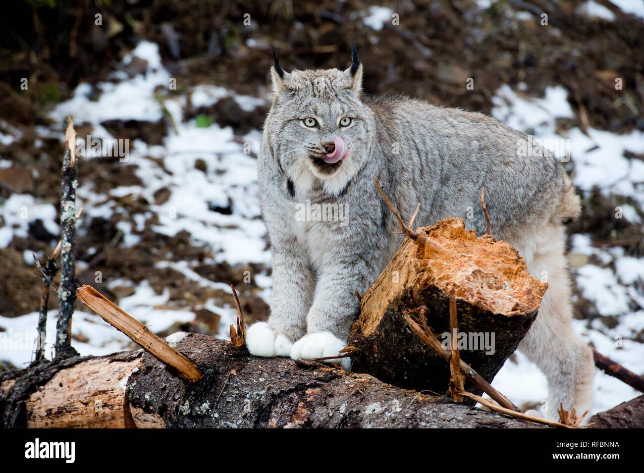 Captive Canada lynx (Lynx canadensis) licking nose on a log near Haines Alaska Stock Photo