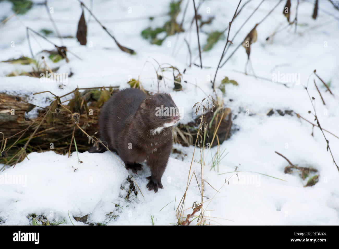Captive American mink (Neovison vison) emerging from burrow Stock Photo