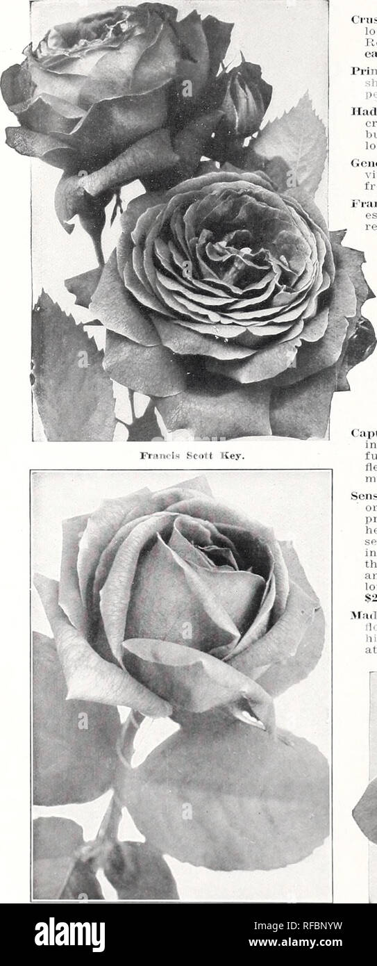 . [Catalog]. Nurseries (Horticulture) Texas Tyler Catalogs; Nursery ...