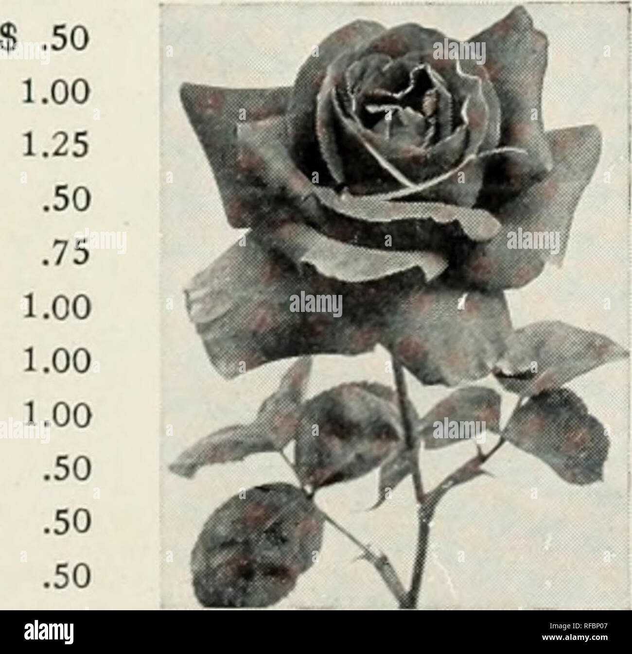 Catalog Nurseries Horticulture Texas Tyler Catalogs Nursery