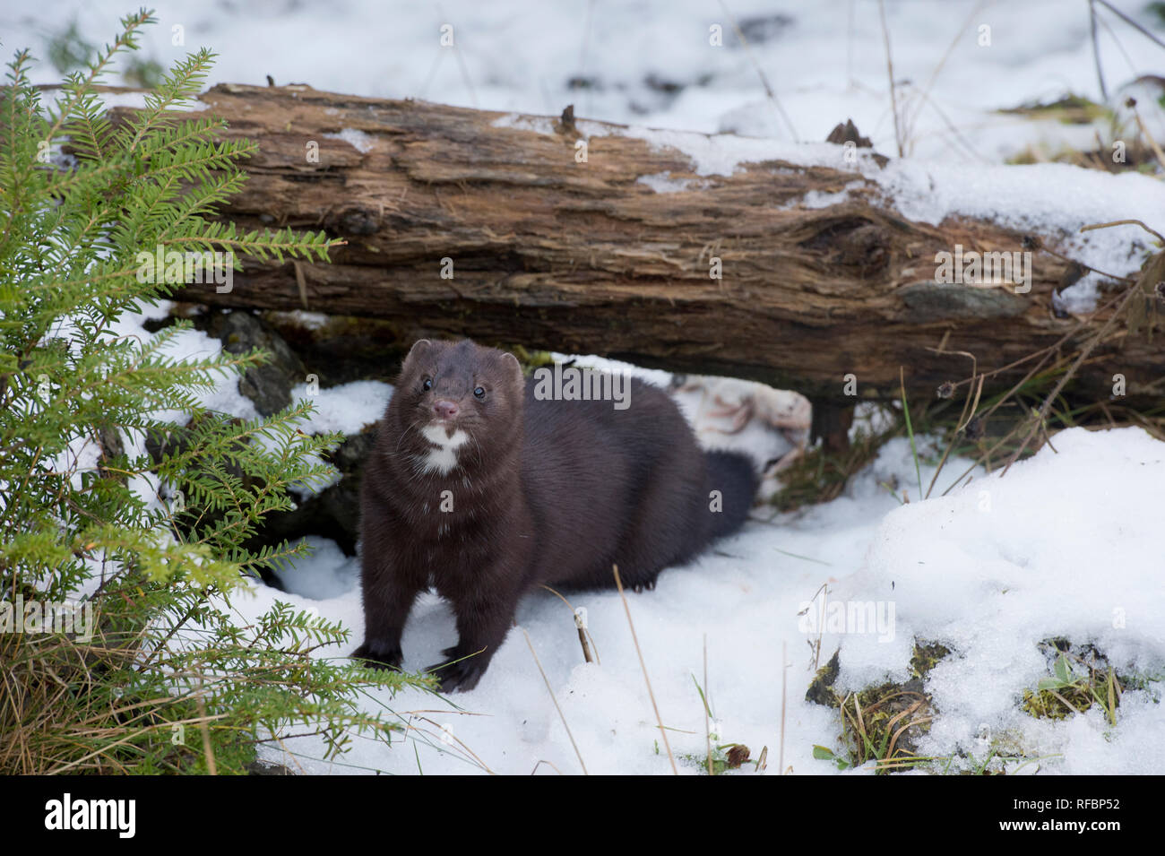 Captive American mink (Neovison vison) in winter near Haines Alaska Stock Photo