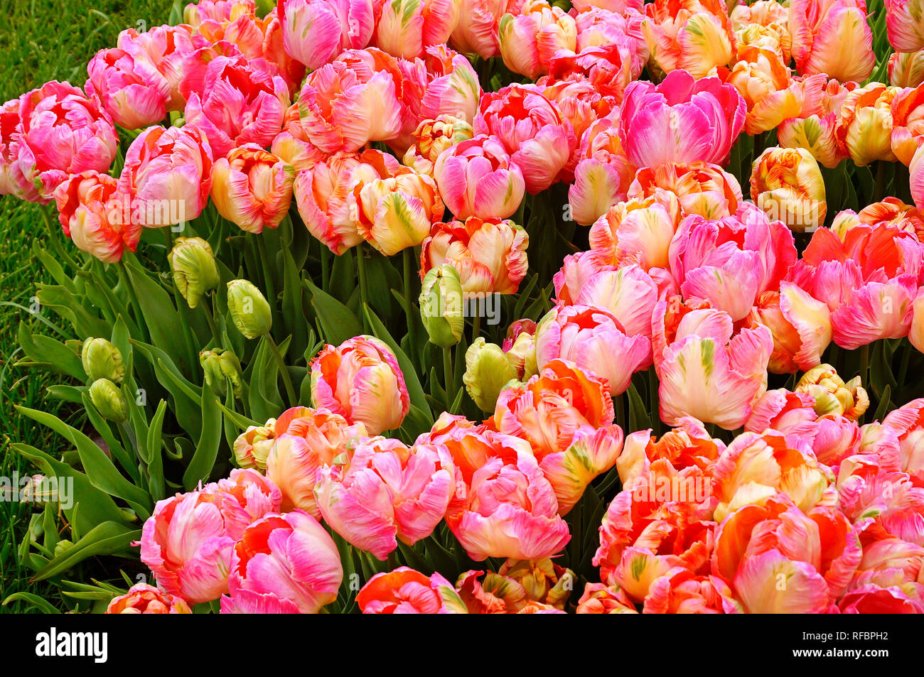Tulipa Istanbul High Resolution Stock Photography and Images - Alamy