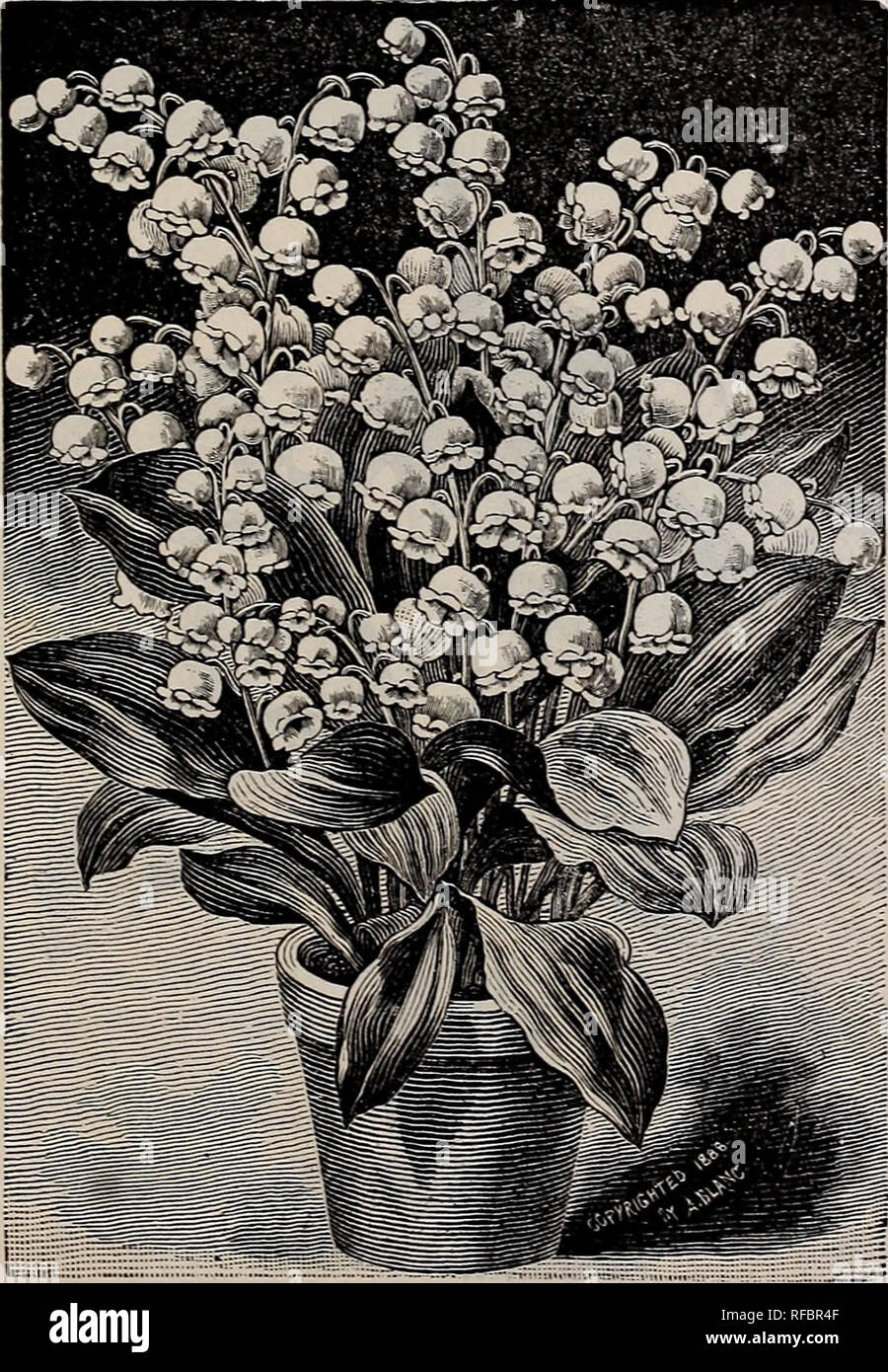 . Bulbs for fall planting. Nursery stock, New York (State), New York, Catalogs; Bulbs (Plants), Catalogs; Flowers, Catalogs. Lilium auratum. Each Per doz.. Lily-of-the- Valley. Batemanni. Richly colored, unspotted flowers of bright apricot tint; a most beautiful variety; 3 to 4 feet high...$0 15 $1 50 Krameri. White, slightly tinged with red; sweetv-scented 15 1 50 Leichtlinii, Orange-red, with crimson spots; 2 to 3 feet high 20 2 00 Leichtlinii, Canary Yellow. Like above, but in color pure canary-yellow 40 4 00 LI L Y-OF-TH E-VALLEY. (CONVALLARIA MAJALIS.) Ready in November. One of the most b Stock Photo