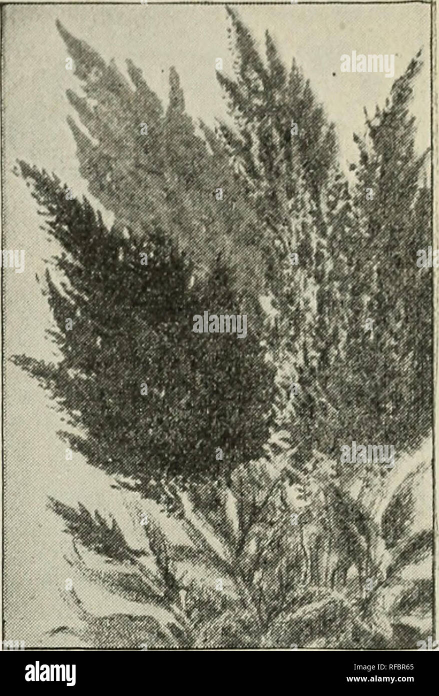 1901 Johnson Stokes Garden And Farm Manual Nurseries