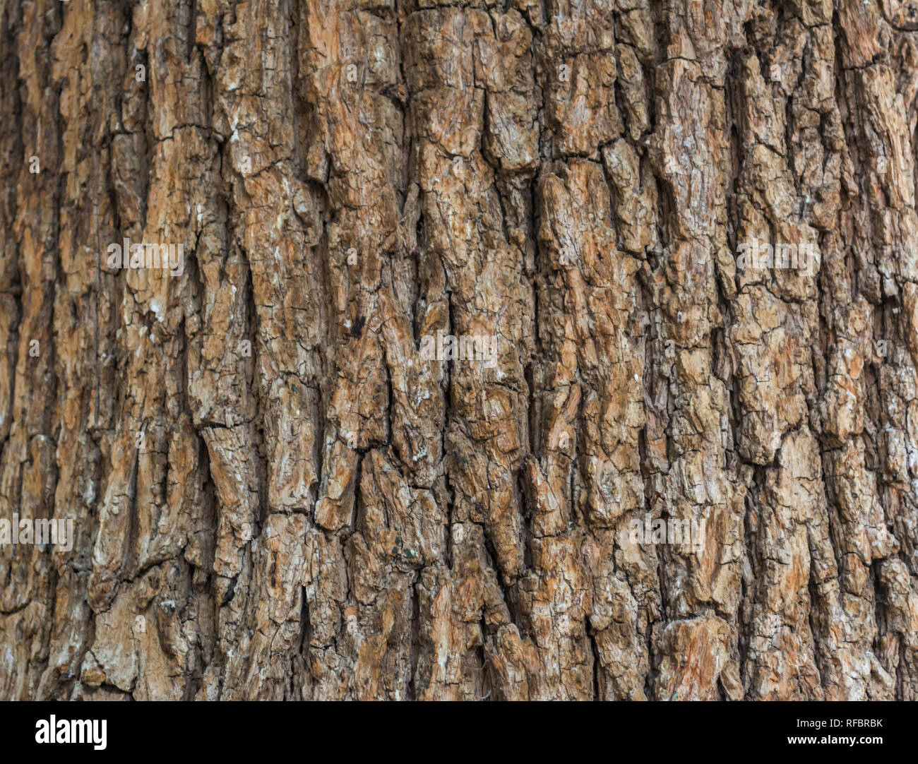 wood texture, natural background , abstract ,old tree Stock Photo - Alamy