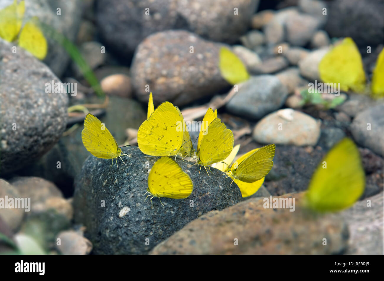 Group of Yellow Butterflies Puddlingon Granite Stone. Indonesia ...